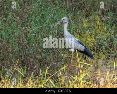 Asian Openbill Anastomus (oscitante) Banque D'Images