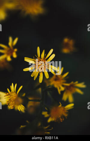 Close-up of yellow flowers blooming outdoors Banque D'Images