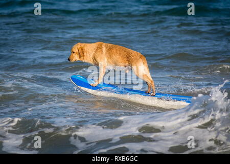 Planche à voile surf chien chien sur une planche de surf board Banque D'Images