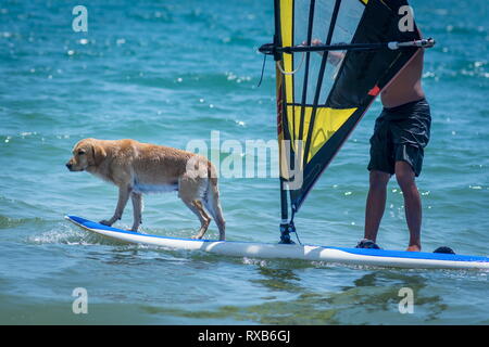 Planche à voile surf chien chien sur une planche de surf board Banque D'Images