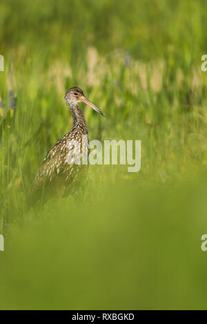 Limpkin se cacher dans l'herbe en Floride, USA. La chasse aux oiseaux Limpkin pour de grands escargots. Banque D'Images