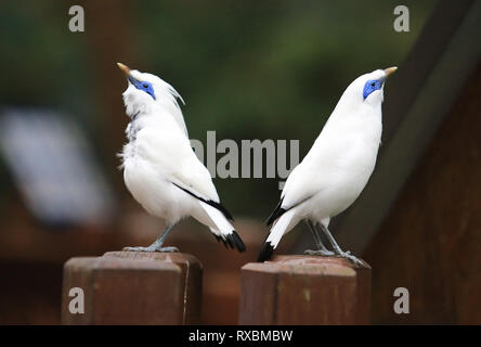 Bali Myna dance Banque D'Images