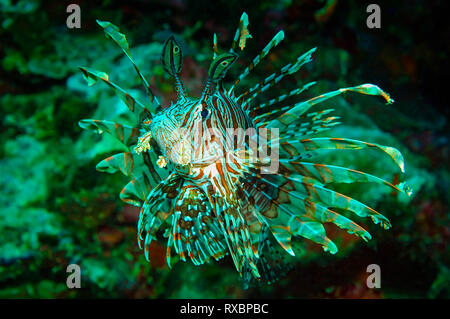 Close-up of Red, poisson lion Pterois Volitans dans un récif corallien, l'île de Sombrero Anilao, Philippines Banque D'Images