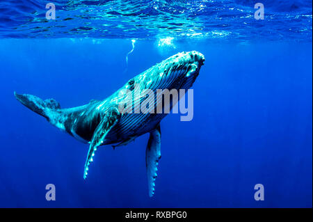 La baleine à bosse, Megaptera novaeangliae, environ cinq milles des côtes, Moorea, Tahiti Banque D'Images