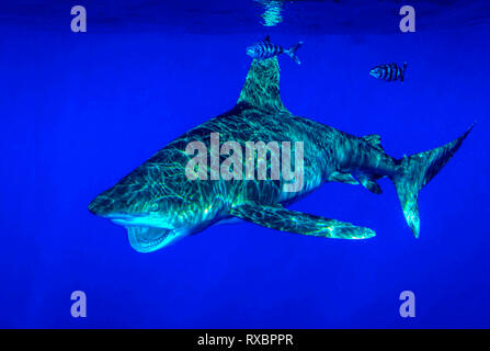 Requin océanique, Carcharhinus longimanus, à environ 7 milles au large, Cat Island, Caraïbes, Bahamas, critique d'extinction dans le nord-ouest et le centre ouest de l'Océan Atlantique Banque D'Images