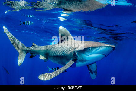 Requin océanique, Carcharhinus longimanus, à environ 7 milles au large, Cat Island, Caraïbes, Bahamas, critique d'extinction dans le nord-ouest et le centre ouest de l'Océan Atlantique Banque D'Images