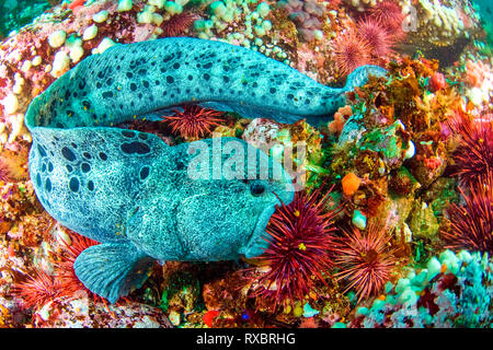 L'anguille, le loup Anarrhichthys ocellatus, manger de l'oursin rouge, Mesocentrotus franciscanus, Hunt Rock, le détroit de la Reine-Charlotte, Colombie-Britannique, Canada Banque D'Images