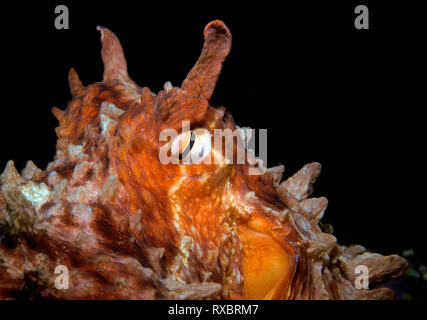 La pulpe géante. Enteroctopus dofleini, visage détail, le détroit de la Reine-Charlotte, Colombie-Britannique, Canada Banque D'Images