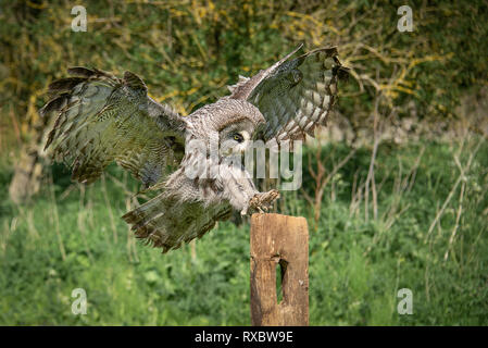 Un vol de droit grand gris gris hibou avec ailes déployées et les jambes en avant pour atterrir sur un vieux post en bois Banque D'Images