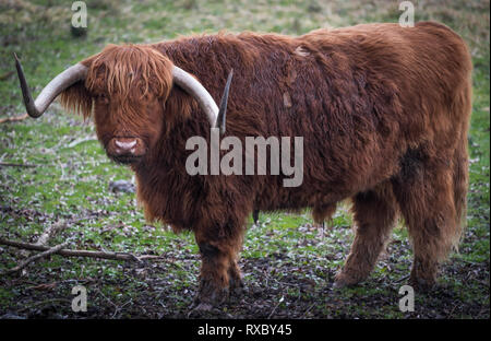 Vache Highland. Banque D'Images