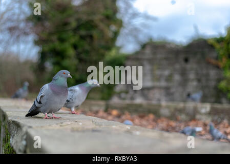 Les pigeons de près. Banque D'Images