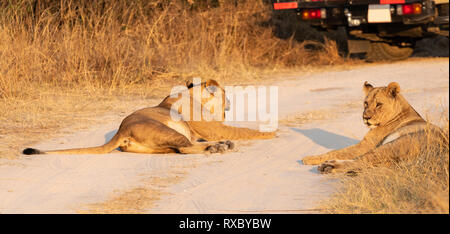 Un panorama de deux lions reposant sur la route de la terre dans le parc national de Hwange, au Zimbabwe Banque D'Images