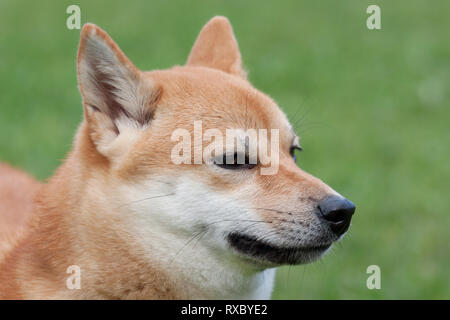 Cute red Shiba Inu. Chien de taille petit japonais ou gazon japonais chien. Close up. Animaux de compagnie. Chien de race pure. Banque D'Images