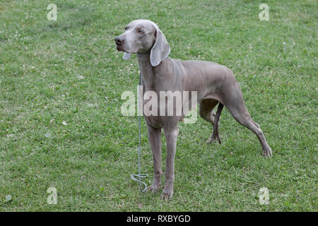 Le poil court mignon vorstehhund weimaraner est debout sur un pré vert. Animaux de compagnie. Chien de race pure. Banque D'Images