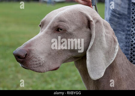 Gris mignon vorstehhund weimaraner close up. Animaux de compagnie. Chien de race pure. Banque D'Images