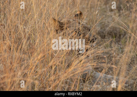 Un lion camouflage dans un long parc national de Hwange, au Zimbabwe Banque D'Images