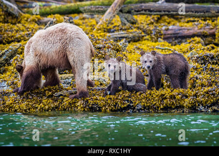 Semer avec grizzli 2 oursons "frais" le long de la nourriture à faible tideline Knight Inlet, le territoire des Premières Nations, Colombie-Britannique, Canada Banque D'Images