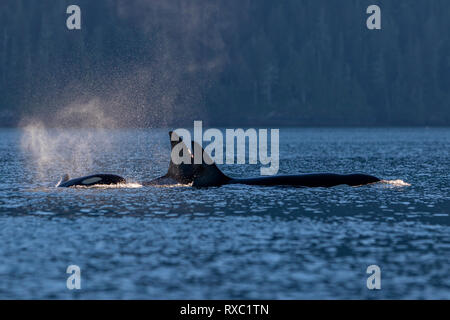 Orca résidente du nord (pod, de l'Épaulard Orcinus orca) qui transitent par le détroit de Johnstone au large du nord de l'île de Vancouver en fin d'après-midi, British Columbia, Canada Banque D'Images