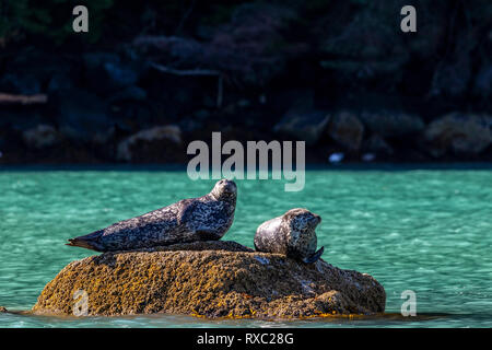 Deux des phoques communs reposant sur un rocher le long du rivage dans l'Inlet Knight, le territoire des Premières Nations, la forêt pluviale de Great Bear, en Colombie-Britannique, Canada Banque D'Images