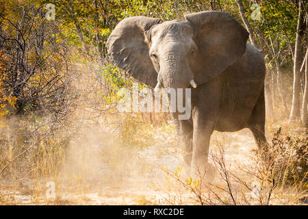 Une maquette gratuitement par un éléphant dans le parc national de Hwange, Zimbabwe Banque D'Images