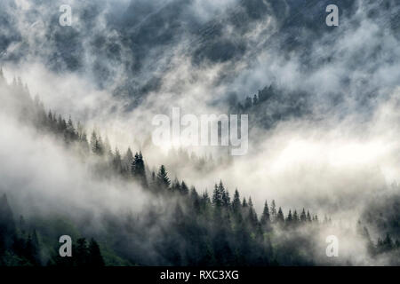 Khutzeymateen Grizzly Bear Sanctuary, le nord de la Colombie Britannique, Canada Banque D'Images