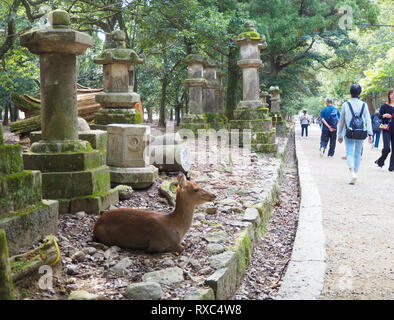 Nara, Japon - 15 octobre 2018 : un cerf est situé au milieu d'anciennes structures de pierre près du grand sanctuaire de Kasuga Nara, Japon, tandis que les touristes sont de passage. Banque D'Images