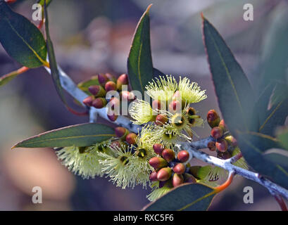 Les fleurs jaunes et les bourgeons des rares Desmond, Eucalyptus Mallee desmondensis, famille des Myrtaceae. Endémique au Mont Desmond près de Ravensthorpe en WA Banque D'Images