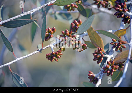 Boutons de fleurs des rares Desmond, desmondensis Eucalyptus Mallee, famille des Myrtaceae. Endémique au Mont Desmond près de Ravensthorpe en Australie occidentale. Banque D'Images