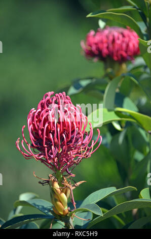 Les autochtones australiens Telopea Shady Lady variété de fleur waratah, famille des Proteaceae. Banque D'Images