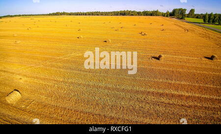 Rouleaux de meules sur le champ de grain avec beaucoup de cultures céréalières toujours sur le terrain Banque D'Images
