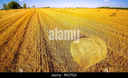 Big rolls oh meules sur le champ de céréales. Est de l'herbe Foin de légumineuses ou d'autres plantes herbacées qui ont été coupés séchés et conservés à l'fodde Banque D'Images