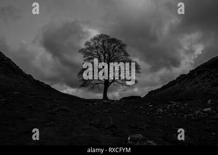 Image noir et blanc d'Acer pseudoplatanus Sycamore Tree appelé écart debout à côté du mur d'Hadrien près de Crag Lough dans le Northumberland, Angleterre Banque D'Images