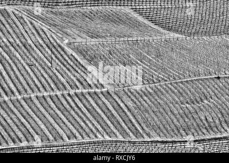 Terres de vignes, collines de Toscane, Italie landscape Banque D'Images