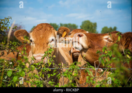 Les vaches qui paissent dans les pays de l'Est du côté flamand. Banque D'Images