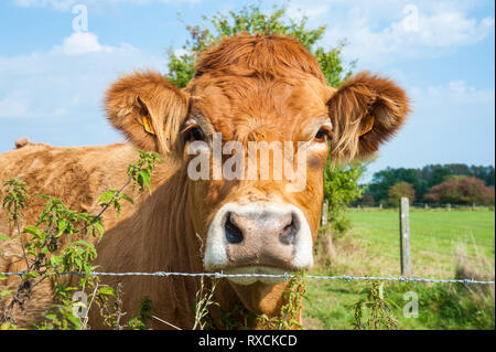 Les vaches qui paissent dans les pays de l'Est du côté flamand. Banque D'Images