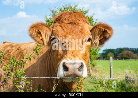 Les vaches qui paissent dans les pays de l'Est du côté flamand. Banque D'Images