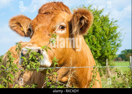 Les vaches qui paissent dans les pays de l'Est du côté flamand. Banque D'Images