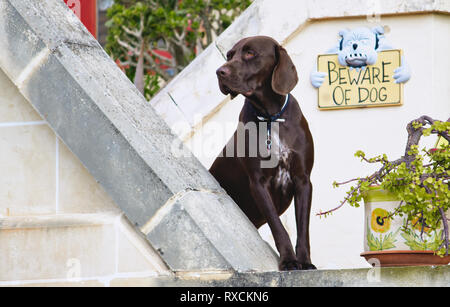 Chien labrador retriever chocolat garde sa maison du propriétaire avec une 'Attention au chien' signe sur le mur Banque D'Images