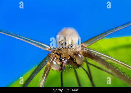 Macro araignée pholcus phalangioides, photo sur fond bleu et vert Banque D'Images