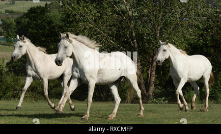 3 chevaux blancs exécutant ensemble Banque D'Images