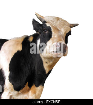 Les animaux de ferme - vache Holstein isolé sur fond blanc Banque D'Images