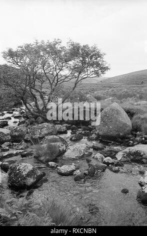 L'Occident comme Dart un petit ruisseau près de Wistman's Wood jusqu'à Dartmoor, dans le Devon, Royaume-Uni. Vieux film en noir et blanc photographie Banque D'Images