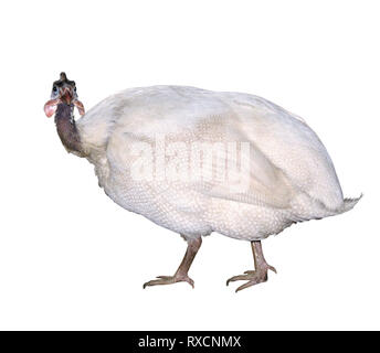 La Turquie Bird isolé sur fond blanc Banque D'Images