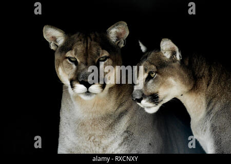 Portrait d'un Couguar captif également connu sous le nom de Puma ou panther dans un zoo en Afrique du Sud Banque D'Images
