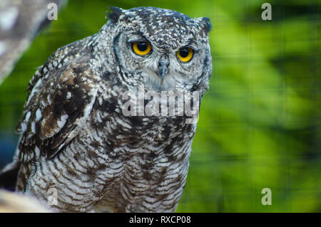 Gros plan Portrait of a cute et belle spotted eagle owl dans une réserve en Afrique du Sud Banque D'Images