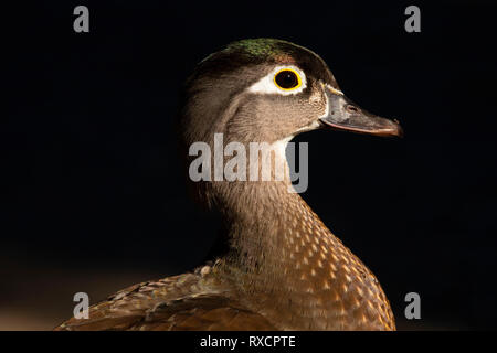 Le Canard branchu (Aix sponsa), George C Reifel Migratory Bird Sanctuary, British Columbia, Canada Banque D'Images