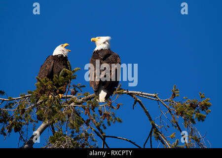 Pygargue à tête blanche (Haliaeetus leucocephalus), George C Reifel Migratory Bird Sanctuary, British Columbia, Canada Banque D'Images