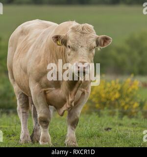 Grand arbre bull Charolais avec couche de couleur crème en permanent meadow Banque D'Images