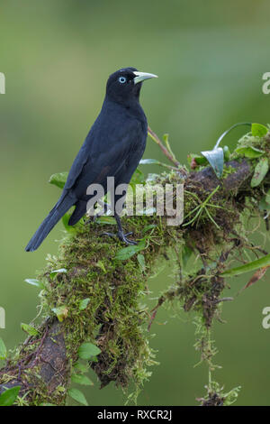Cassique Cul-Rouge (Cacicus uropygialis) perché sur une branche au Costa Rica. Banque D'Images