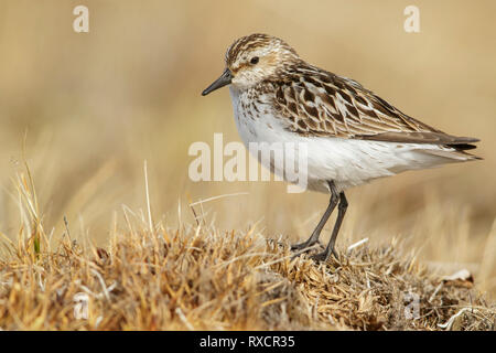 Le Bécasseau semipalmé (Calidris pusilla) dans la toundra dans le Nord de l'Alaska. Banque D'Images